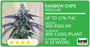 Cannabis Seeds USA Everything You Need to Know Cannabis Seeds USA Everything You Need to Know