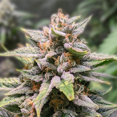 Cannabis Seeds USA Everything You Need to Know Cannabis Seeds USA Everything You Need to Know