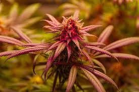 Cannabis Seeds USA Everything You Need to Know Cannabis Seeds USA Everything You Need to Know